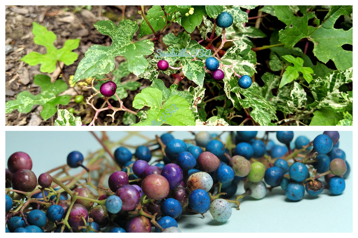 Variegated Porcelain Berry Vine Seeds – Ampelopsis Brevipedunculata Elegans Ampelopsis Glandulosa Amur