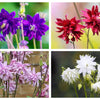 100 TALL DOUBLE COLUMBINE Aquilegia Vulgaris Mixed Colors Red, Pink, Purple, & White Flower Seeds