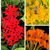 10 GAY BUTTERFLIES MILKWEED Red Yellow Orange Mix Asclepias Tuberosa Butterfly Weed Flower Seeds