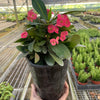 Crown of Thorns