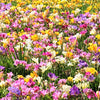 5 ROYAL CHAMPION Mix FREESIA Mixed Colors Pink Blue Purple Yellow Red Orange Flower Seeds