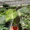 Monstera 'Thai Constellation'