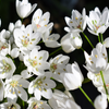 10 WHITE ALLIUM Neapolitanum Flowering or Naples Onion, Neopolitan or Daffodil Garlic Ornamental Flower Seeds