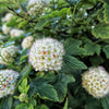 50 PACIFIC NINEBARK Physocarpus Capitatus Western Ninebark Native White Pink Red Flower Shrub Seeds