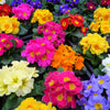 50 MIXED ENGLISH PRIMROSE Primula Vulgaris Acaulis Shade Houseplant Flower Seeds