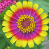50 CAROUSEL MIX ZINNIA Elegans Carrousel Whirligig Mixed Colors Bicolor Flower Seeds