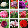 Organic Peony Poppy Mix Seeds – Papaver Paeoniflorum Mixed Colors Red, White, Pink, Black, Purple, Salmon