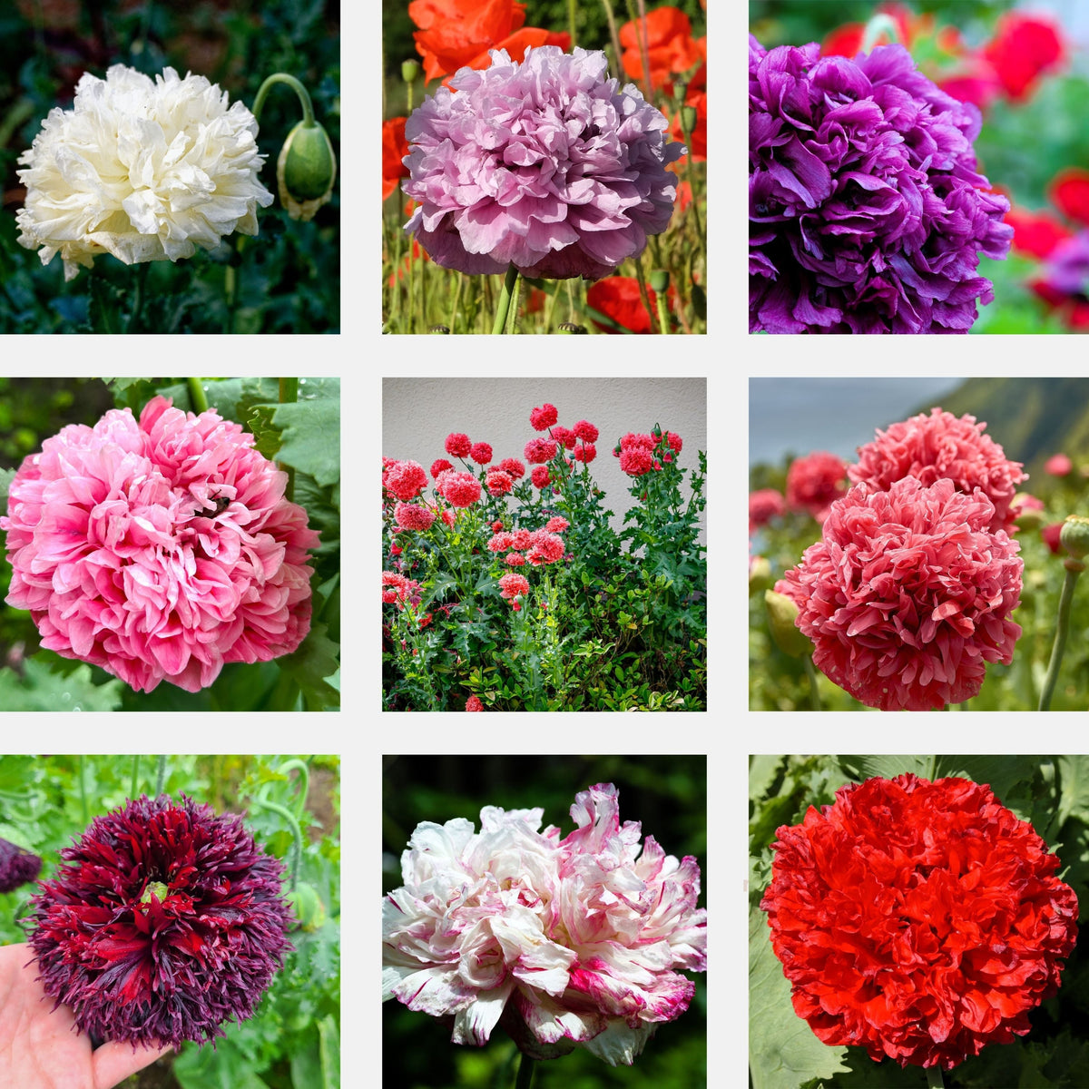 Organic Peony Poppy Mix Seeds – Papaver Paeoniflorum Mixed Colors Red, White, Pink, Black, Purple, Salmon
