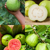 XL Guava Bundle: 'Ruby Supreme' & 'Kilo' Guava Trees