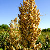 Top 76-6 Sorghum Bicolor Syrup Flour Grain Vegetable Seeds – photo 2