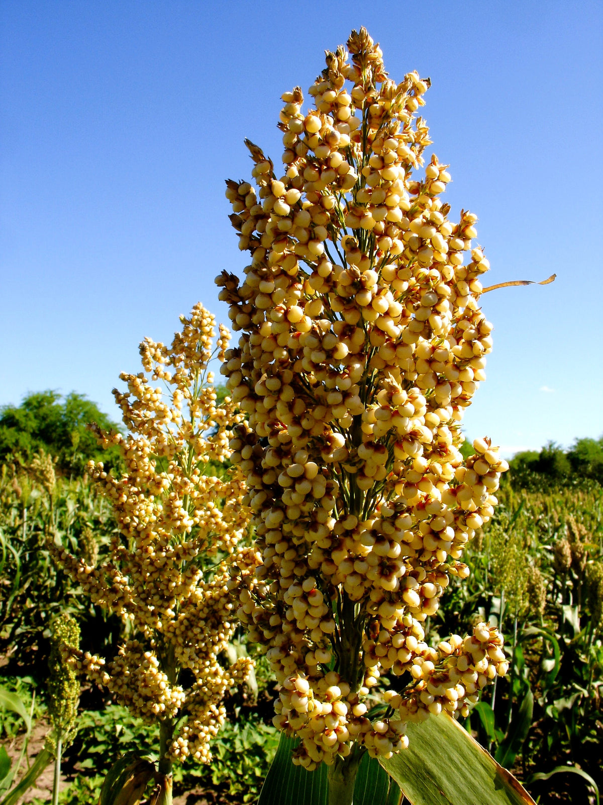 Top 76-6 Sorghum Bicolor Syrup Flour Grain Vegetable Seeds – photo 2