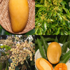 XL Mango Tree Bundle: 'Mallika' + 'Nam Doc Mai'