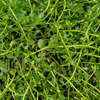 Ayurveda Herb Bundle: Gotu Kola & Brahmi