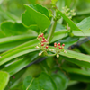 Veld Grape (Cissus quadrangularis)
