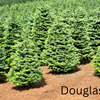 Grow Your Own CHRISTMAS TREE COLLECTION - 4 Gift Packets of Tree Seeds - Fraser Fir, Balsam Fir, Douglas Fir, & Blue Spruce + Free Gift Bag