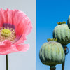 1000 POPPY " THE GIANT " Papaver Giganteum Pink & Purple Huge Pods Flower Seeds