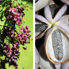 Chocolate Vine Seeds – Edible Fruit Akebia Trifoliata Flower Ornamental Climber