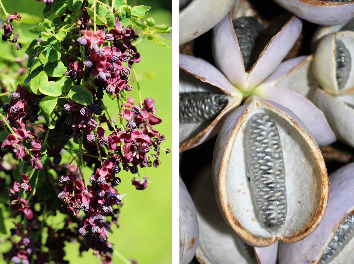 Chocolate Vine Seeds – Edible Fruit Akebia Trifoliata Flower Ornamental Climber