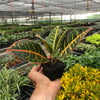 Croton Petra 'Joseph's Coat'
