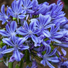 25 BLUE LILY of the NILE Agapanthus Orientalis African Lily Flower Seeds
