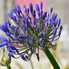25 BLUE LILY of the NILE Agapanthus Orientalis African Lily Flower Seeds