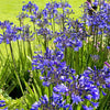 25 BLUE LILY of the NILE Agapanthus Orientalis African Lily Flower Seeds