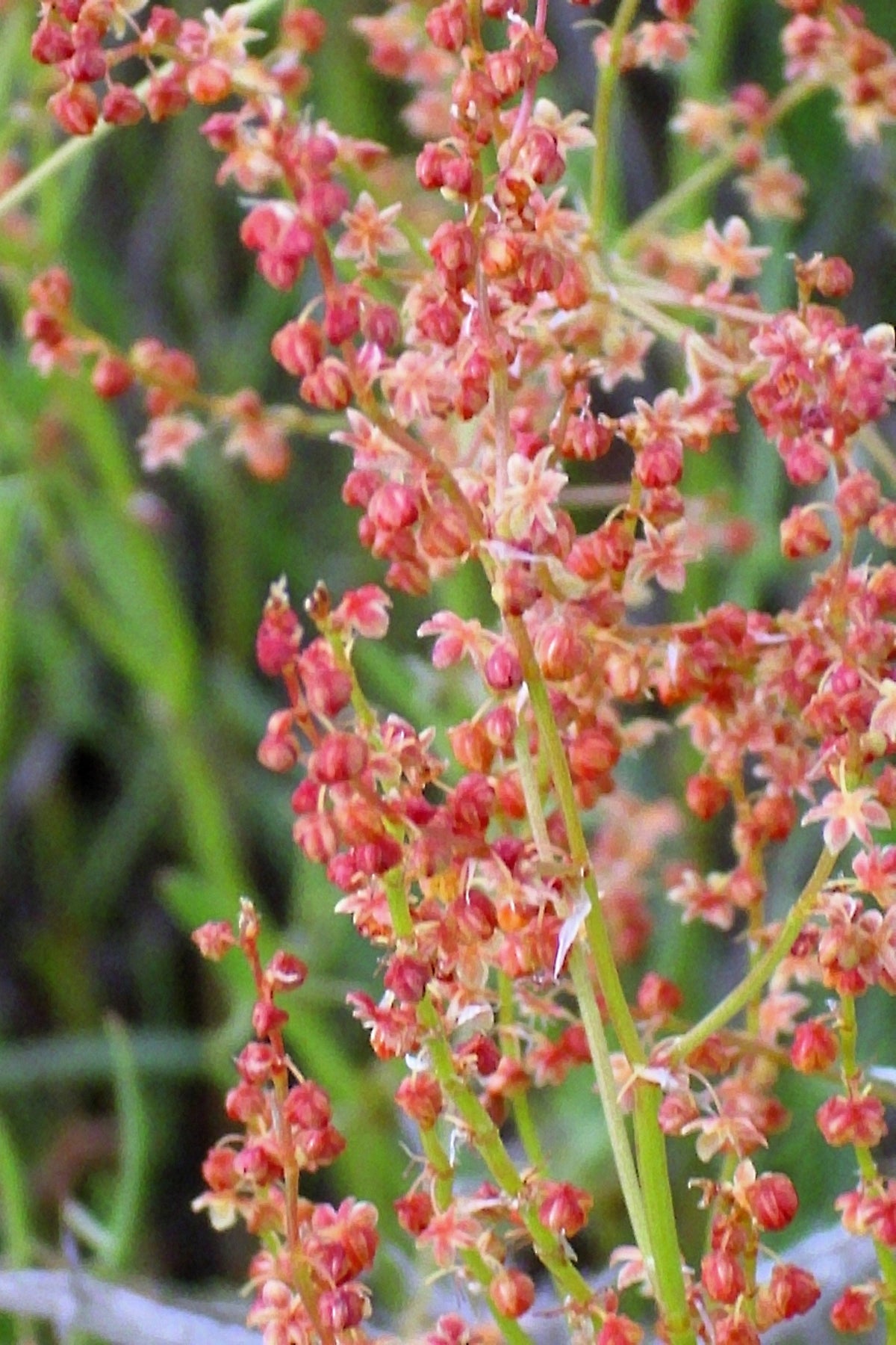 Sheep Sorrel Seeds – Rumex Acetosella Red Field Sorrel Sour Weed Herb Flower – photo 2