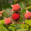 50 THIMBLEBERRY Rubus Parviflorus Edible Red Berry Fruit Native White Flower Sun or Shade Shrub Seeds