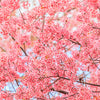 5 HIMALAYAN CHERRY Prunus Cerasoides Pink Flowers Red Fruit Tree Seeds