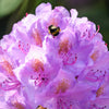 40 CAROLINA RHODODENDRON Carolinianum Dwarf Azalea Pink Purple Flower Shrub Seeds