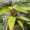 Philodendron 'Painted Lady'