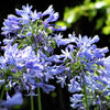 25 BLUE LILY of the NILE Agapanthus Orientalis African Lily Flower Seeds
