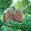 Grow Your Own CHRISTMAS TREE - Fraser Fir ( Abies Fraseri ) Gift Packet of Tree Seeds