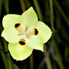 20 YELLOW AFRICAN IRIS Fortnight Lily Dietes Bicolor Butterfly Flag Spanish Peacock Iris Flower Seeds