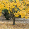 10 Thornless HONEYLOCUST Gleditsia Triacanthos Inermis Imperial Honey Locust Golden Yellow Tree Seeds