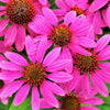 1000 Bulk BRIGHT STAR CONEFLOWER Echinacea Purpurea Lavender Bright Rose Pink Flower Seeds