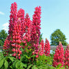 25 RED LUPINE 'My CASTLE' Lupinus Polyphyllus Scarlet Russell Lupin Band of Nobles Series Flower Seeds