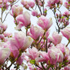 5 LILY MAGNOLIA Flower TREE Pink & Purple Fragrant Tulip Magnol Liliiflora Seeds
