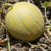 100 Minnesota MIDGET CANTALOUPE MELON Cucumis Melo Reticulatus Fruit Seeds