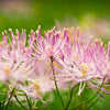 5 COLUMBINE MEADOW RUE Thalictrum Aquilegifolium Purple Pink Flower Seeds