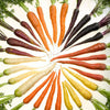 500 RAINBOW CARROT MIX White Red Yellow Purple Orange Daucus Carrota Seeds