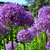 20 STAR OF PERSIA ALLIUM Christophii Silvery Amethyst Purple Flower Seeds