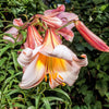 10 REGAL TRUMPET LILY aka Royal / King's Lilium Regale White Pink Yellow Flower Seeds
