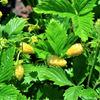 100 YELLOW WONDER STRAWBERRY Everbearing Heirloom Alpine Fragaria Vesca Yellow Berry Fruit Seeds