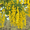 25 SIBERIAN PEASHRUB Caragana Arborescens Peatree Yellow Flower Legume Vegetable Seeds