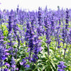 1000 TRUE BLUE HYSSOP Hyssopus Officinalis Thymus Hyssopus Herb Blue Violet Flower Seeds