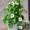 25 MIXED THUNBERGIA Alata VINE Black Eyed Susan Orange White Yellow Flower Seeds