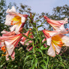 10 REGAL TRUMPET LILY aka Royal / King's Lilium Regale White Pink Yellow Flower Seeds