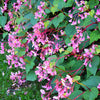 500 BULK HARDY BEGONIA Grandis Rose Pink Perennial Sun - Shade Flower Seeds