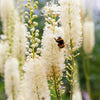 50 BLACK COHOSH Bugbane Actaea Racemosa Cimicifuga Bugbane Snakeroot Native White Shade Flower Herb Seeds
